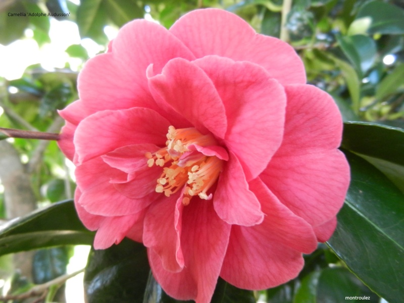Les Camellias: variétés, floraison, culture. Saison 2012 - 2013 - Page 13 Camell43
