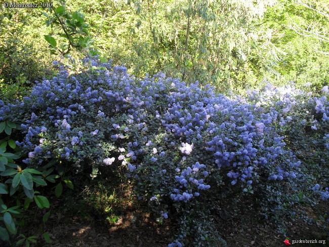 Ceanothes: culture, variétés, floraison. Ceanot10