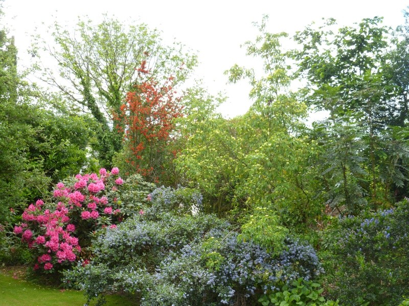 Ceanothes: culture, variétés, floraison. Ceanot13