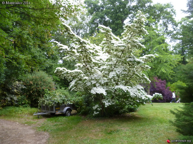 cornus capitata - Cornus capitata - Grand arbuste décoratif pour son feuillage, sa floraison Cornus12