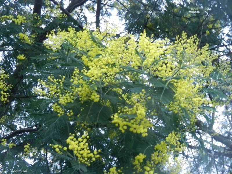 Plantes parfumées du moment Mimosa11