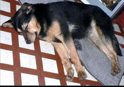 box-72-gaya-croise-beauceron-femelle-1-an Gaaa10