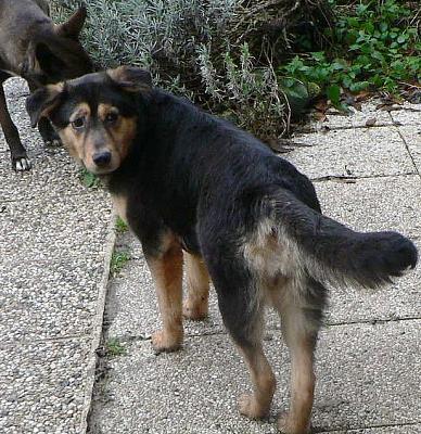 box-72-gaya-croise-beauceron-femelle-1-an Gaaa_j10