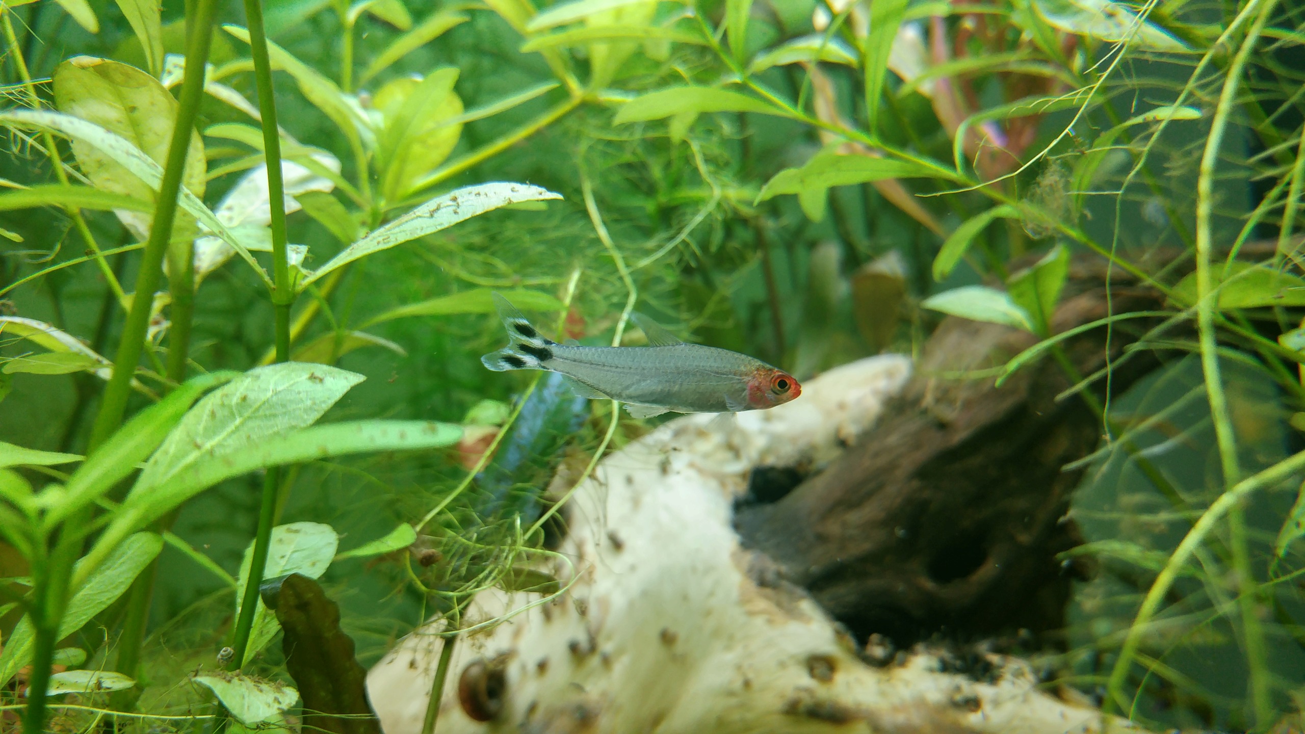 Projet 350L - Arrive des Apistogramma Macmasteri 20180616