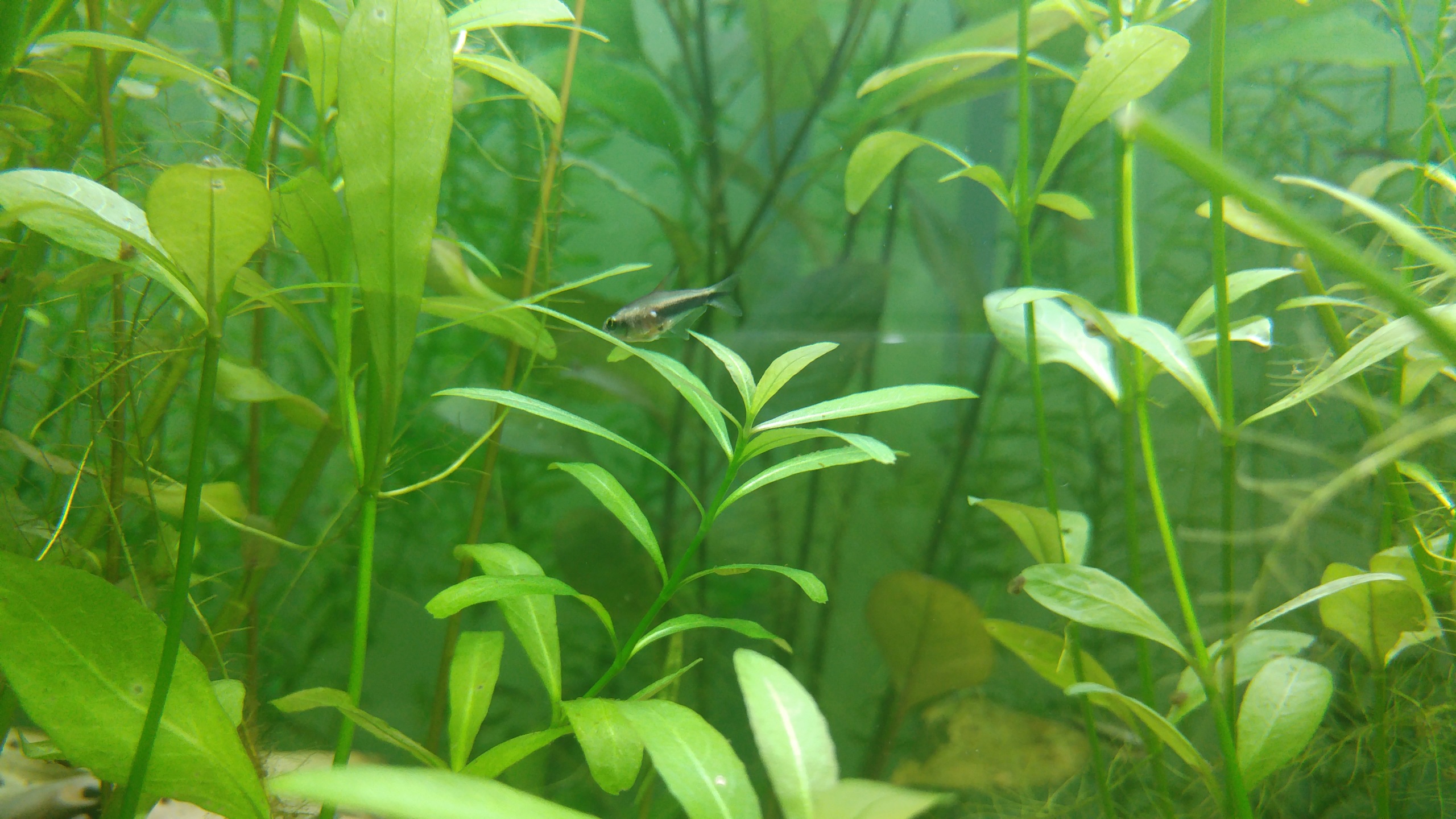 Projet 350L - Arrive des Apistogramma Macmasteri 20180711