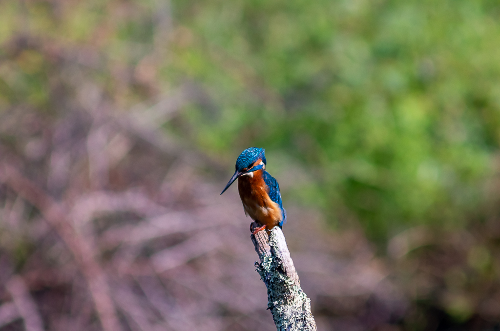 Sortie à la réserve ornithologique du Teich - 24 août 2018 _igp5010