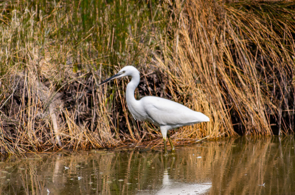 Sortie à la réserve ornithologique du Teich - 24 août 2018 _igp5012