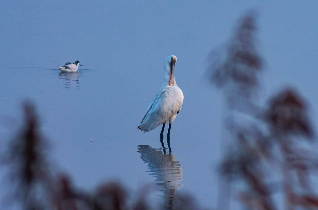 Sortie Réserve Ornithologique du Teich - 21 octobre 2018 _igp5120