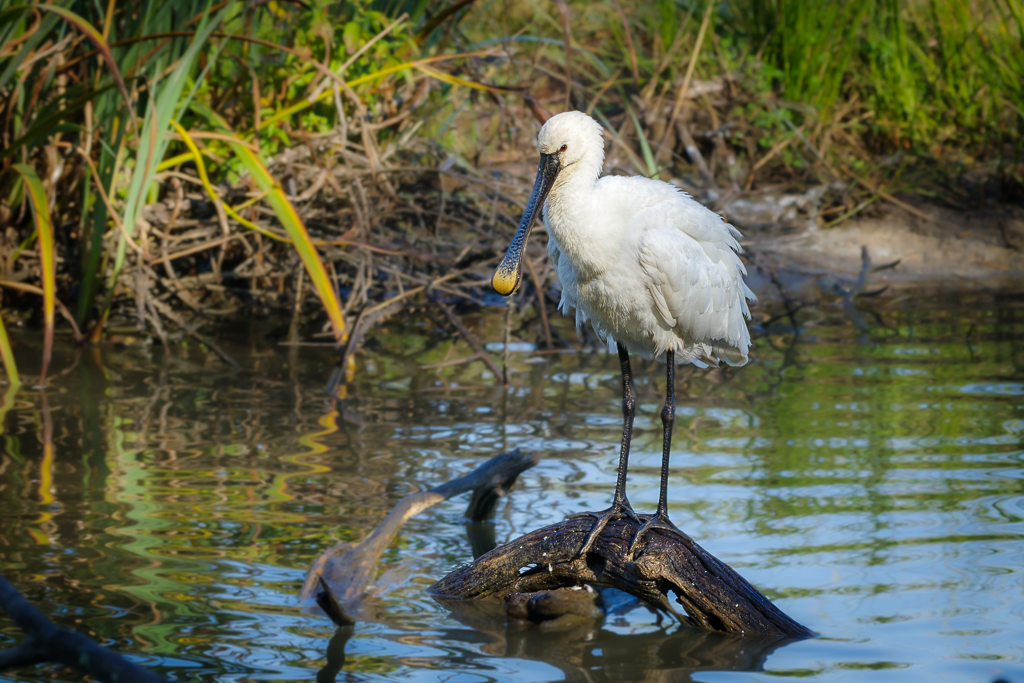 Sortie du 16 octobre 2021 au parc ornithologique du Teich - Page 2 Imgp0110