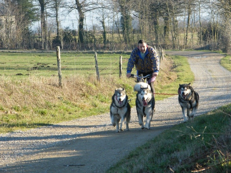 Nos loups grandissent, postez nous vos photos - Page 8 Dscf2613