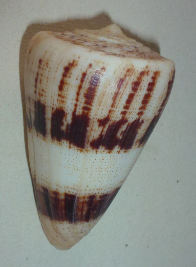 Conus (Strategoconus) augur [Lightfoot], 1786 1190_a10