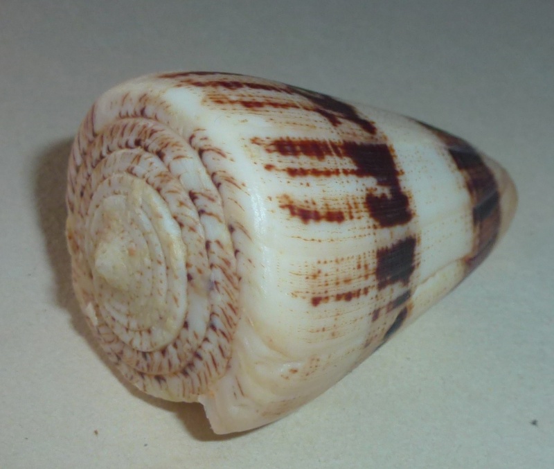 Conus (Strategoconus) augur [Lightfoot], 1786 1190_a11