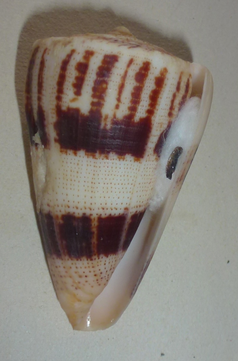 Conus (Strategoconus) augur [Lightfoot], 1786 1190_a12