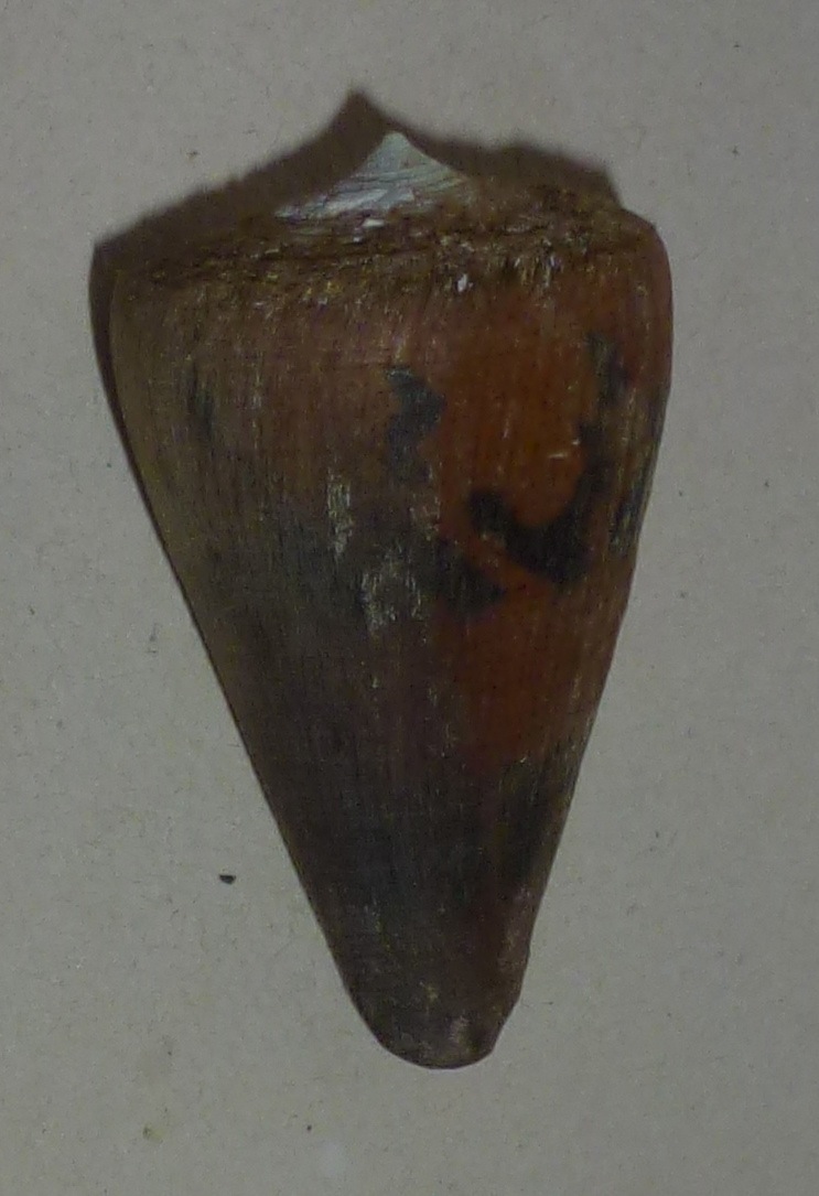 Conus (Strategoconus) augur [Lightfoot], 1786 1247_a10