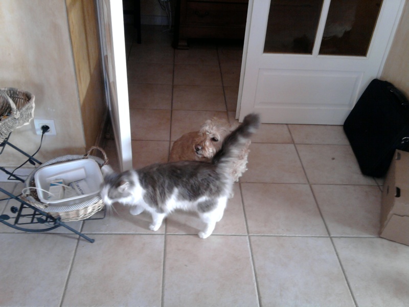 Chaque chien devrait avoir son chat... Photo010