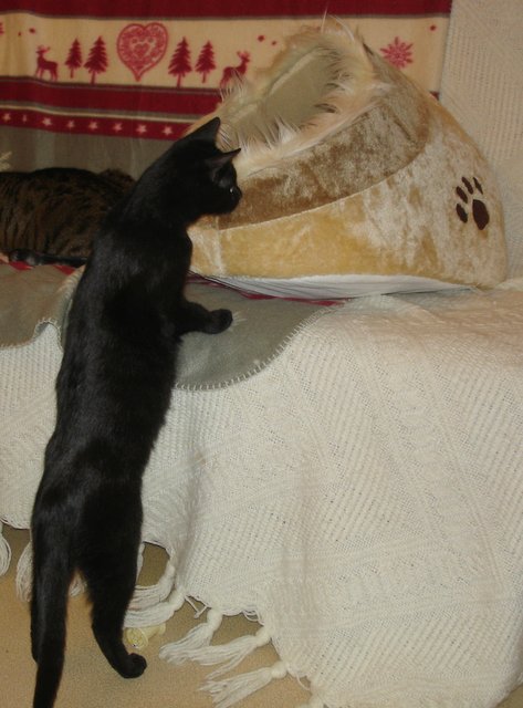 Hestia, chatonne noire, née début avril 2012 - Page 3 Dsc00010