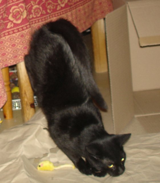 Hestia, chatonne noire, née début avril 2012 - Page 3 Dsc00011