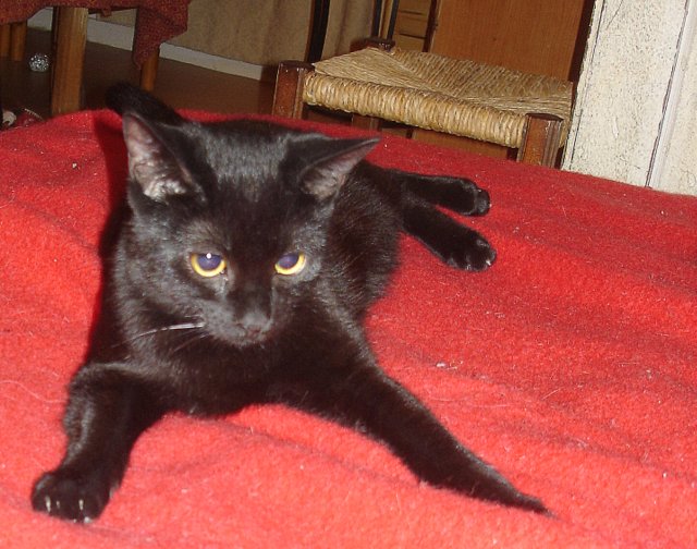 Hestia, chatonne noire, née début avril 2012 - Page 3 Dsc00819