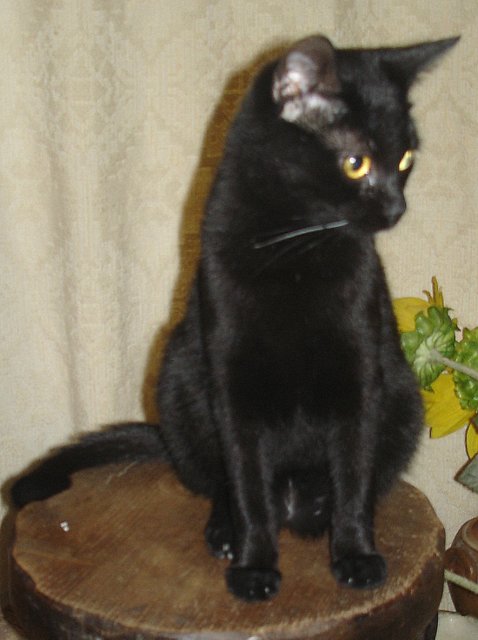 Hestia, chatonne noire, née début avril 2012 - Page 3 Dsc01112