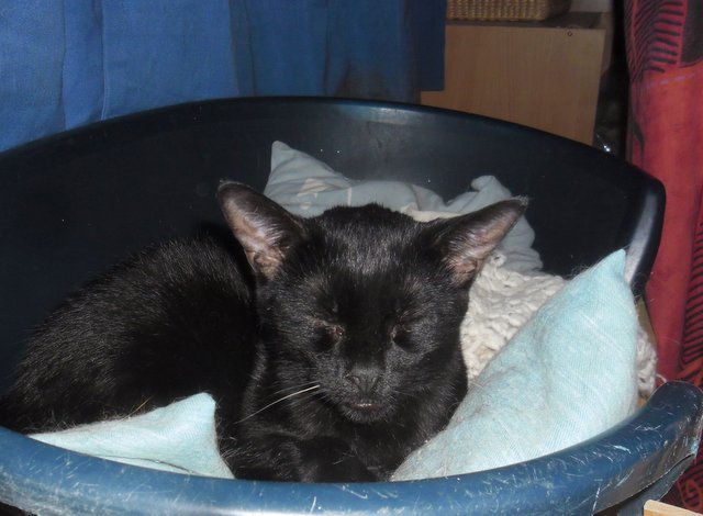 Hestia, chatonne noire, née début avril 2012 - Page 3 Sam_0014