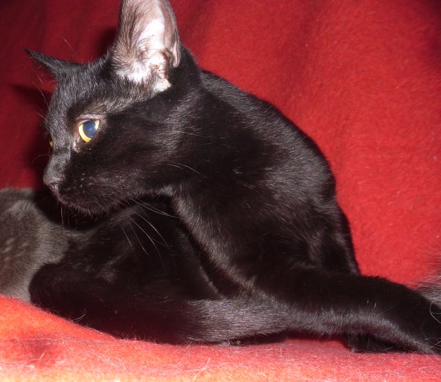 Hestia, chatonne noire, née début avril 2012 - Page 3 Sam_0015
