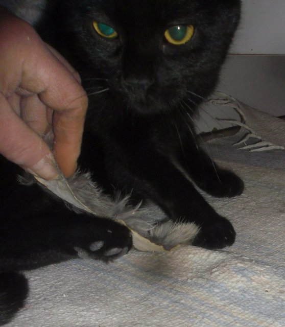 Hestia, chatonne noire, née début avril 2012 - Page 3 Sam_1212