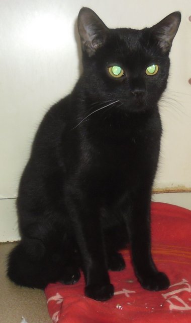 Hestia, chatonne noire, née début avril 2012 - Page 3 Sam_1213