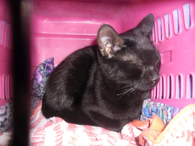 Hestia, chatonne noire, née début avril 2012 - Page 3 Sam_8513