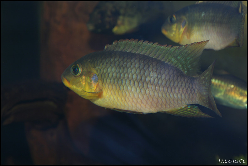 Benitochromis riomunensis 031-bo10