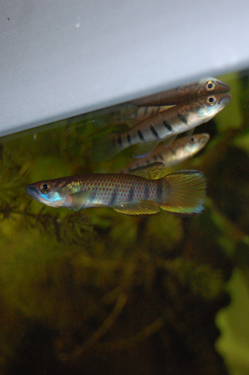 Epiplatys sexfasciatus Moliwe 0721010