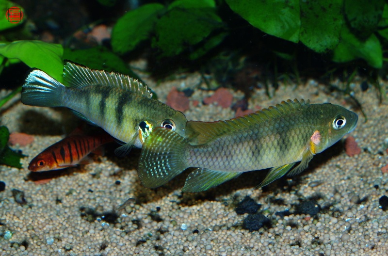 Benitochromis ufermani Benito10