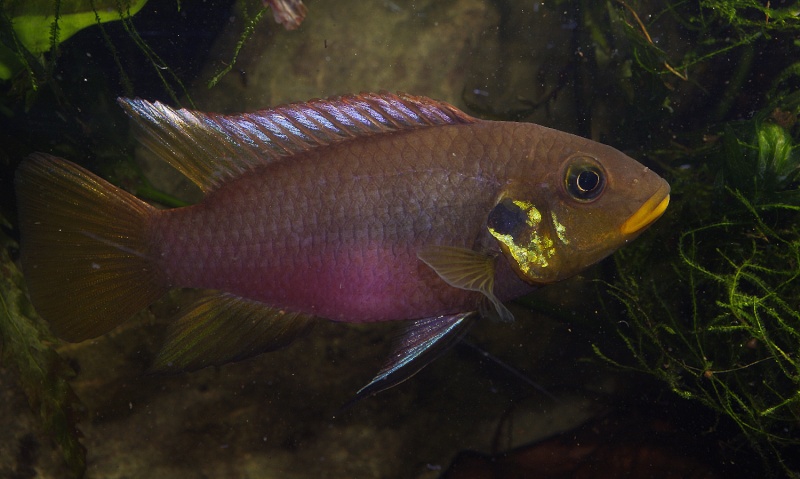 Benitochromis riomunensis Benito12