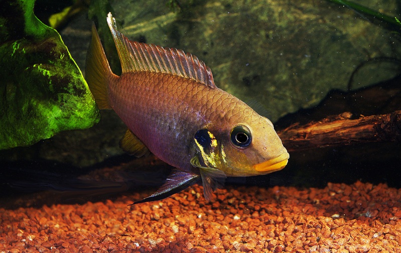 Benitochromis riomunensis Benito13