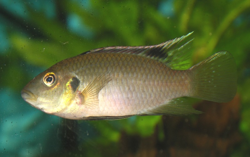 Benitochromis nigrodorsalis moliwe Benito22