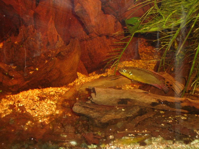 Pelvicachromis taeniatus Moliwe Dsc03211