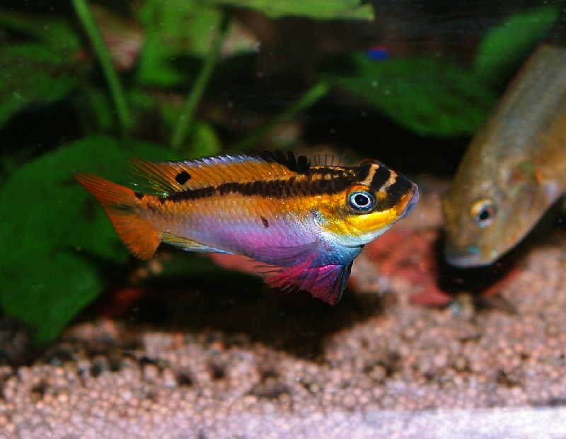 Pelvicachromis taeniatus Kienke Femell10