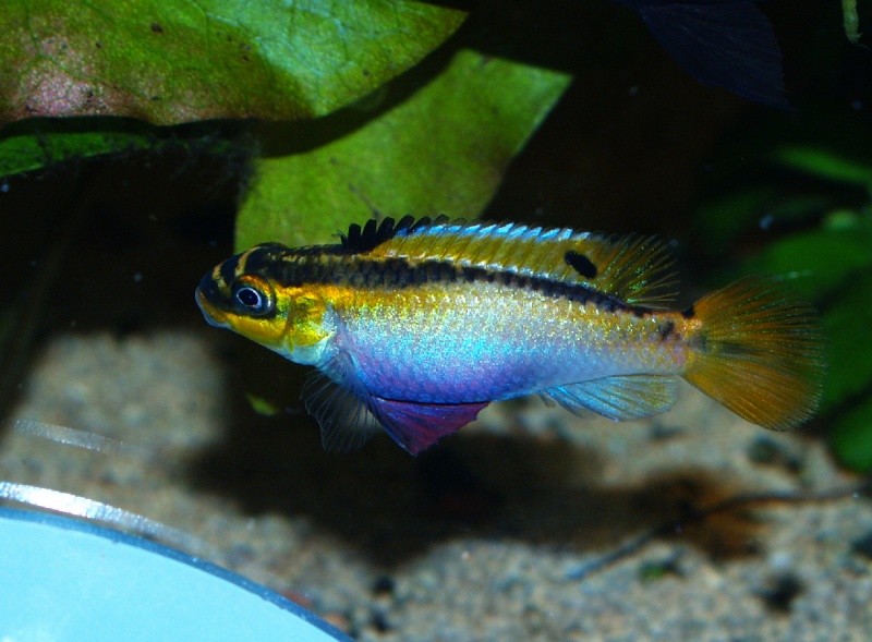 Pelvicachromis taeniatus Kienke Femell11