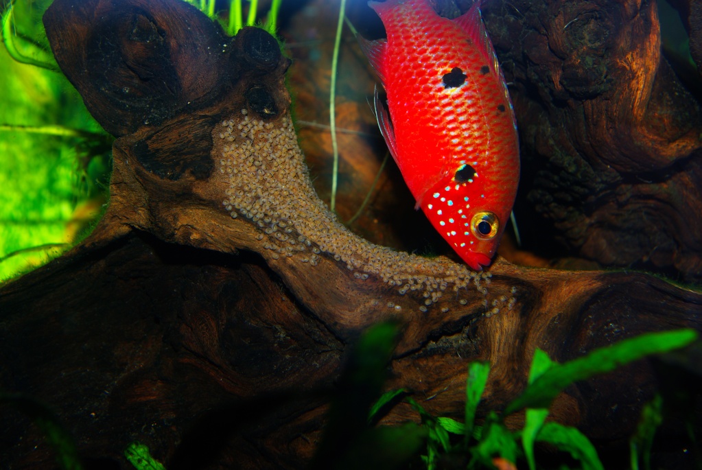 Petits nouveaux. Hemichromis aff. stellifer Gabon . - Page 5 Imgp0415