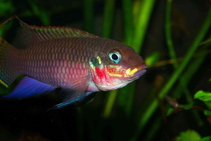 Pelvicachromis taeniatus nigeria red Imgp0510