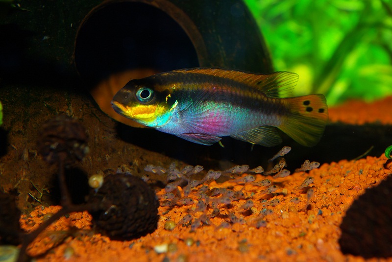 Pelvicachromis taeniatus nigeria red Imgp0911