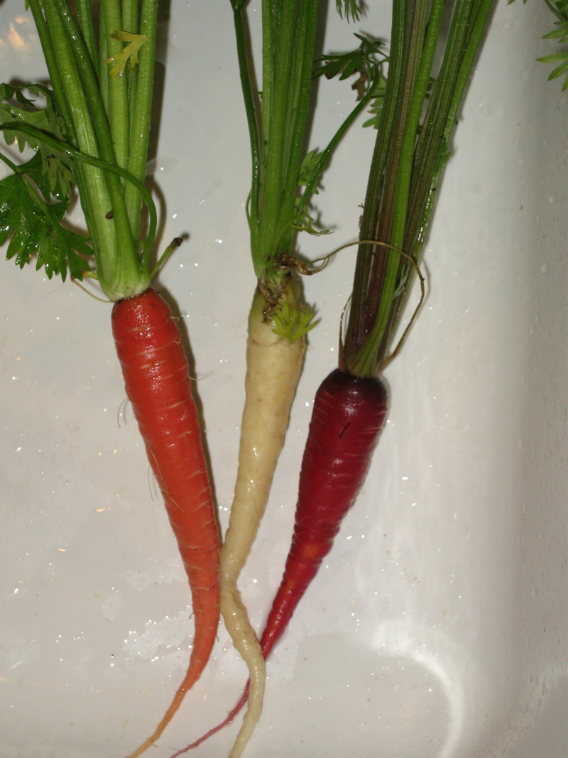 Carrot Week 2013 - Page 2 Img_3510