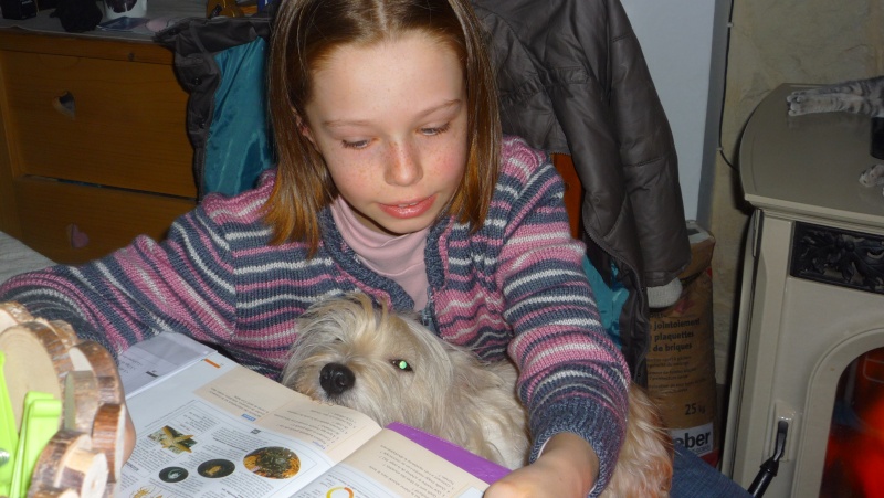 CLOE FEMELLE WESTIE 6 ANS - RESERVEE - - Page 3 P1020816