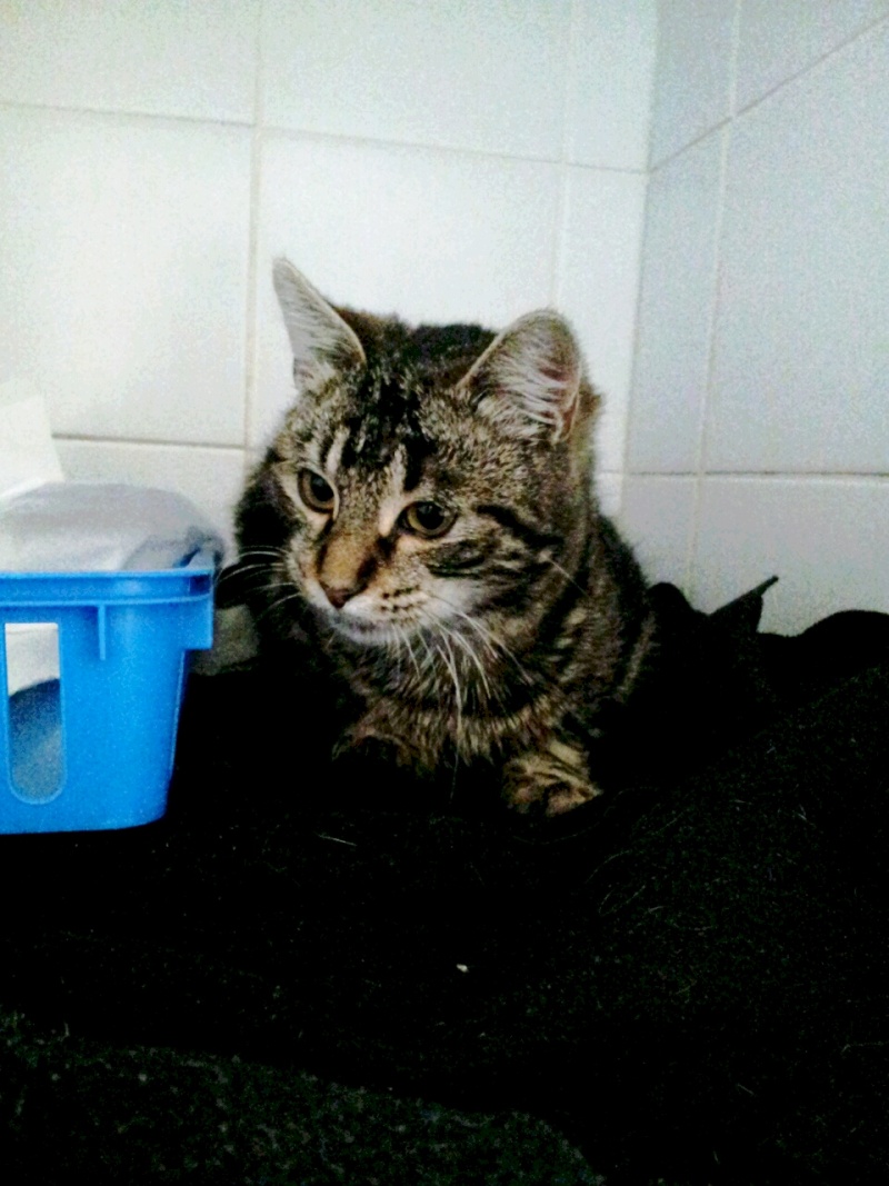 chaton mâle 6/7 mois a adopter avant refuge, urgent!! 2013-012