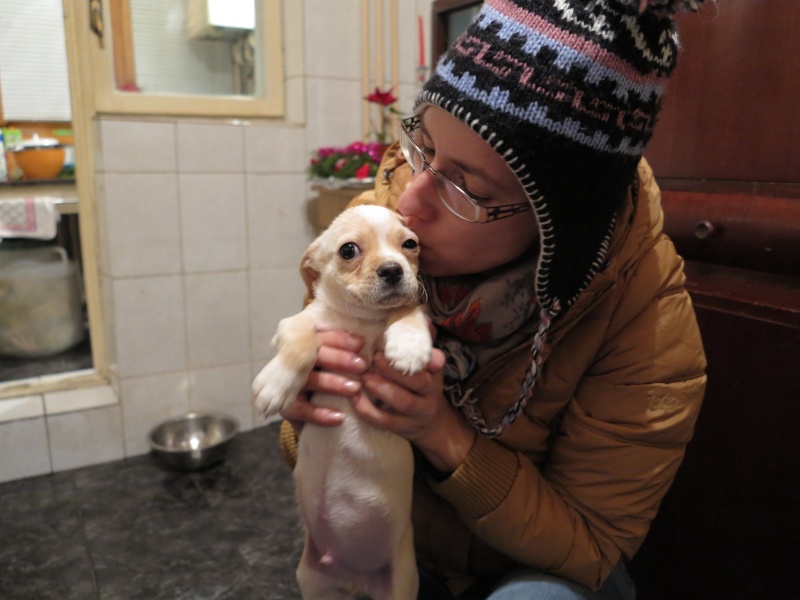 Dixie, mini chien, 2 mois - Adoptable en janvier Img_3610