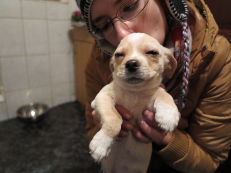 Dixie, mini chien, 2 mois - Adoptable en janvier Img_3611