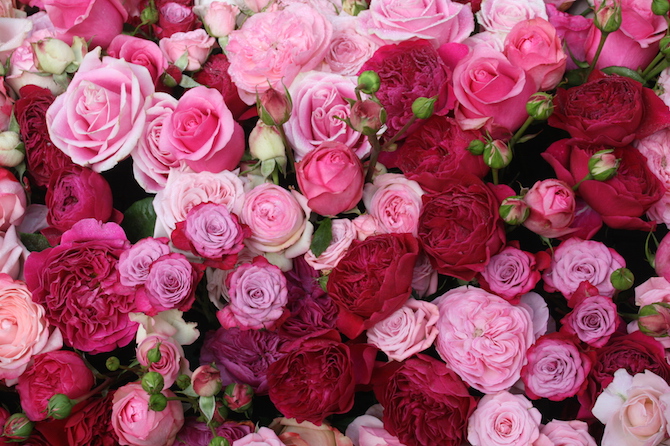 Les Roses parlent d'amour! Roses210