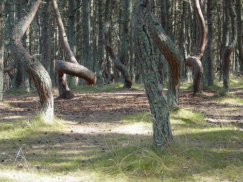 La forêt dansante de Kaliningrad (Russie) La_for10