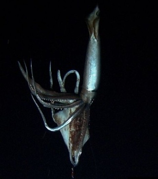 Le calamar géant sur Arte Le_cal10