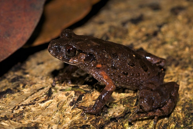 Découverte de nouvelles espèces autour du Mékong Leptol10