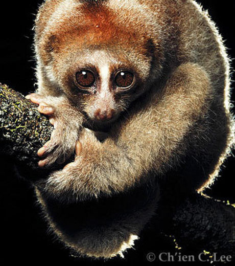 Un nouveau loris paresseux à la morsure toxique découvert à Bornéo Nyctic11